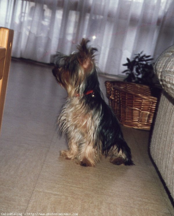 Photo de Yorkshire terrier