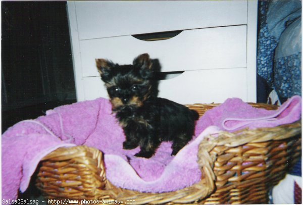 Photo de Yorkshire terrier