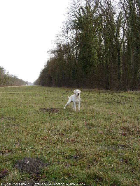 Photo de Labrador retriever