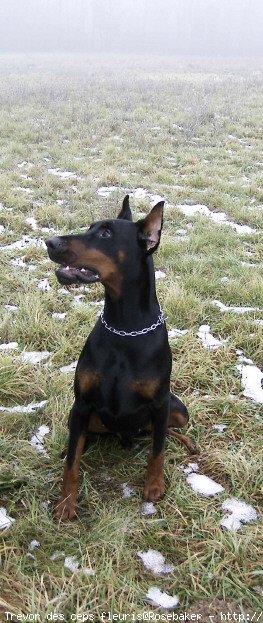 Photo de Dobermann