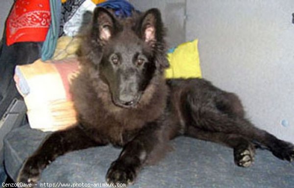 Photo de Berger belge groenendael