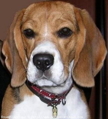 Photo de Beagle