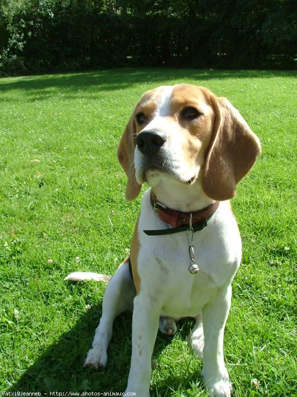 Photo de Beagle