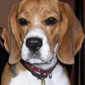 Photo de Beagle