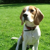 Photo de Beagle