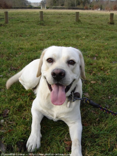 Photo de Labrador retriever