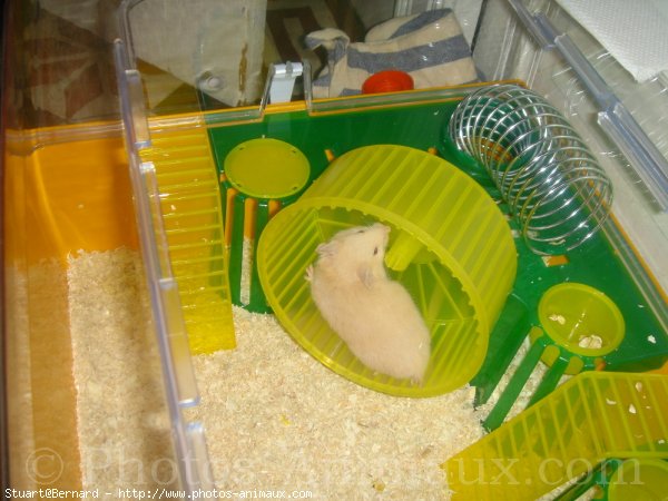 Photo de Hamster