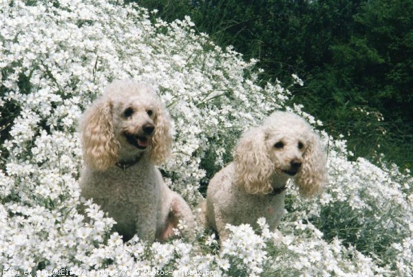 Photo de Caniche moyen