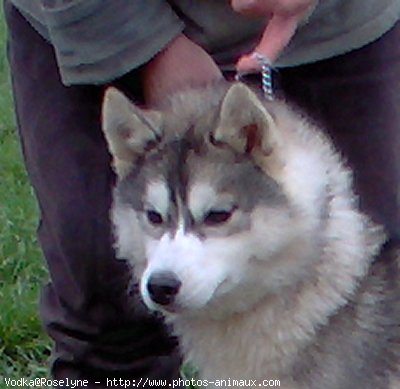 Photo de Husky siberien