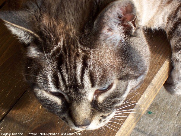 Photo de Chat domestique