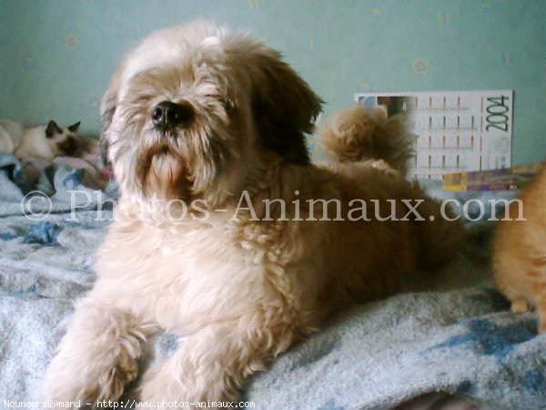 Photo de Lhassa apso