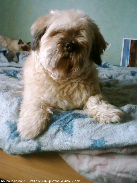 Photo de Lhassa apso