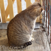 Photo de Chat domestique