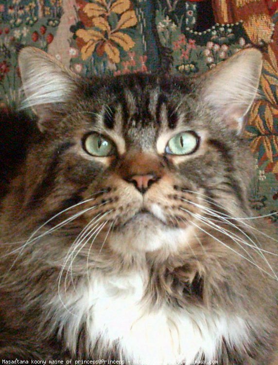 Photo de Maine coon