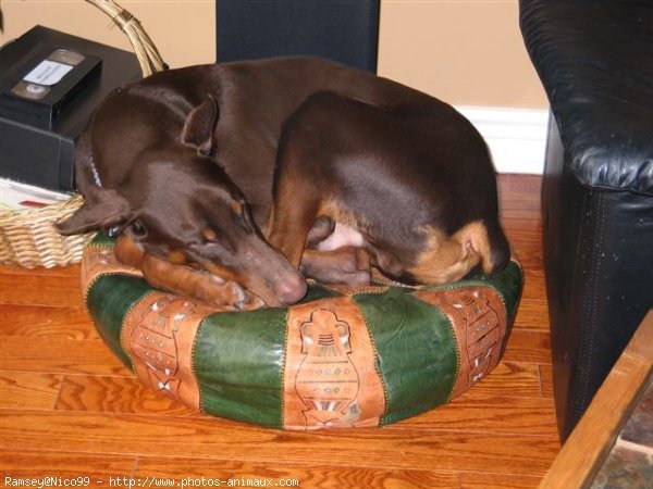 Photo de Dobermann