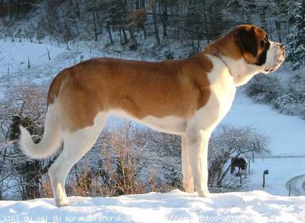 Photo de Saint-bernard poil long