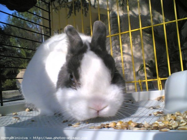 Photo de Lapin