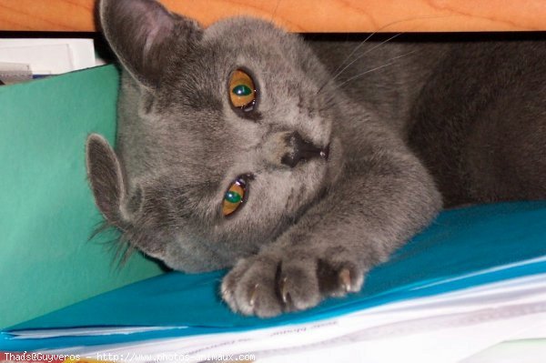 Photo de Chartreux