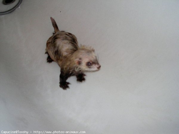 Photo de Furet