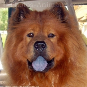 Photo de Chow chow