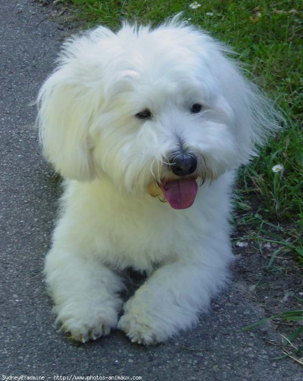 Photo de Coton de tulear