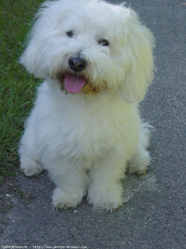 Photo de Coton de tulear