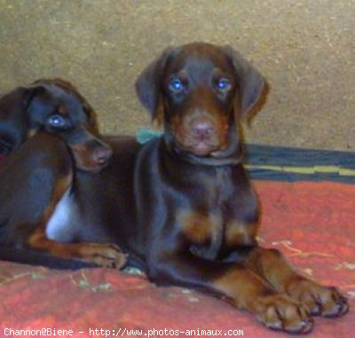 Photo de Dobermann