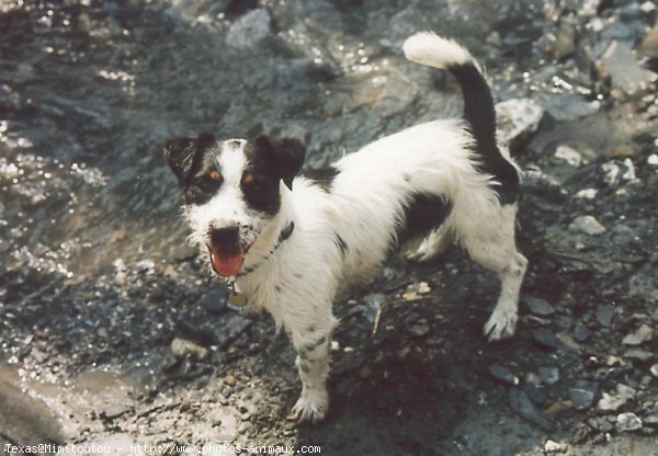 Photo de Jack russell terrier