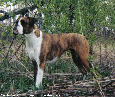 Photo de Boxer