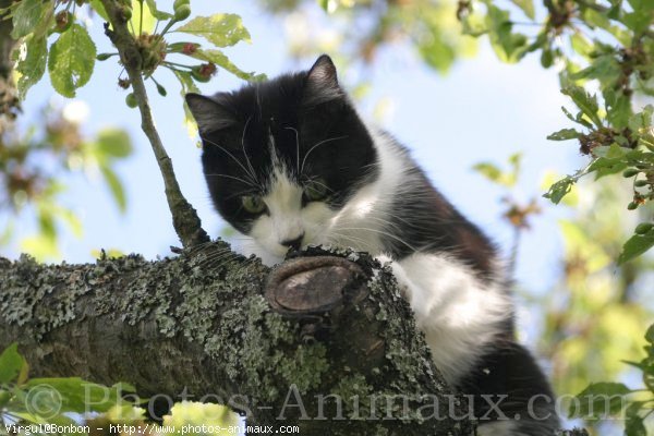 Photo de Chat domestique