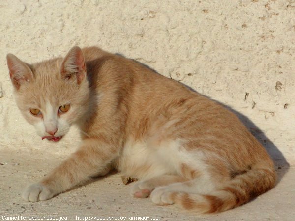 Photo de Chat domestique