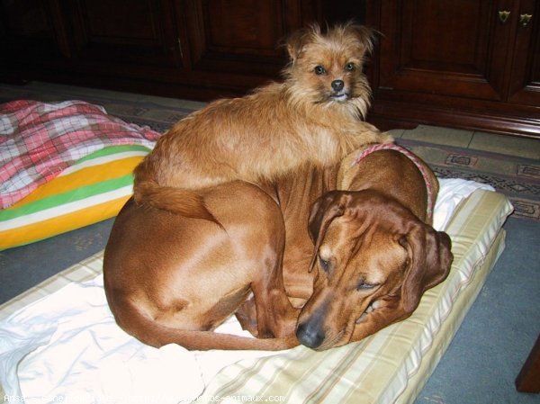 Photo de Rhodesian ridgeback