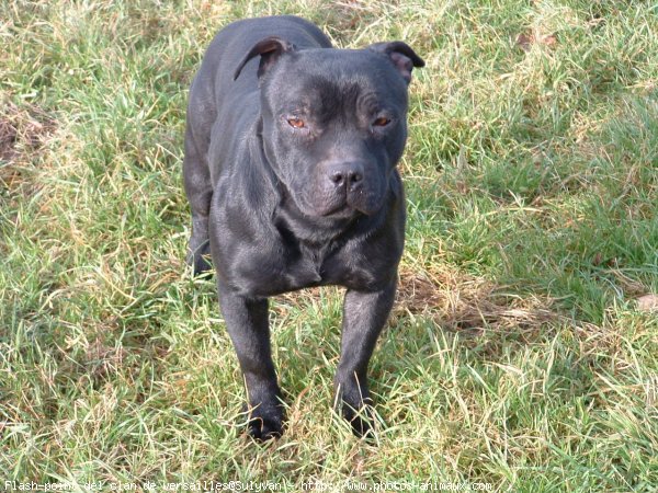 Photo de Staffordshire bull terrier