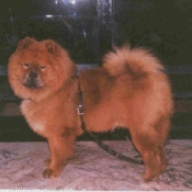 Photo de Chow chow