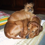 Photo de Rhodesian ridgeback