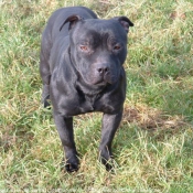 Photo de Staffordshire bull terrier