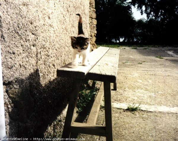 Photo de Chat domestique