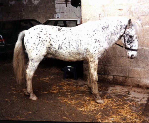 Photo d'Appaloosa