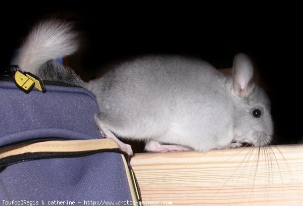 Photo de Chinchilla