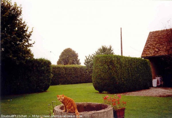 Photo de Chat domestique