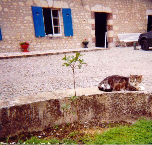 Photo de Chat domestique