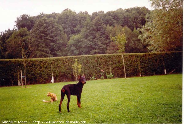 Photo de Dobermann