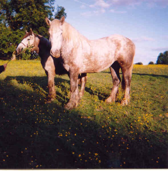 Photo de Percheron