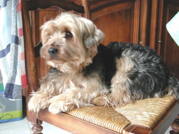 Photo de Yorkshire terrier