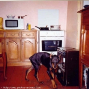 Photo de Dobermann