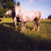 Photo de Percheron