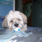 Photo de Lhassa apso