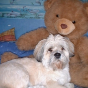 Photo de Lhassa apso