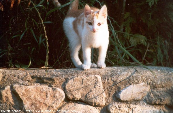 Photo de Chat domestique