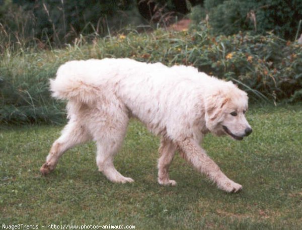 Photo de Chien de montagne des pyrnes